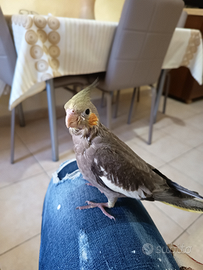 Calopsite allevato a mano