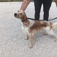 Setter inglese