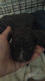 Cuccioli di lagotto romagnolo
