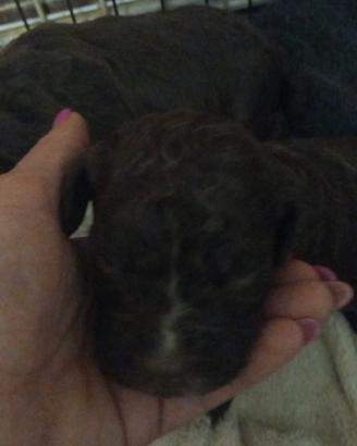 Cuccioli di lagotto romagnolo