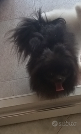 Spitz Pomerania mantello blù