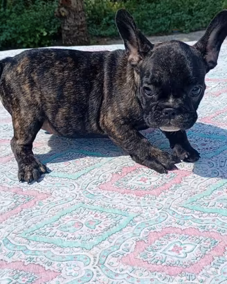 Bulldog francese