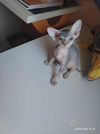 Sphynx maschietti