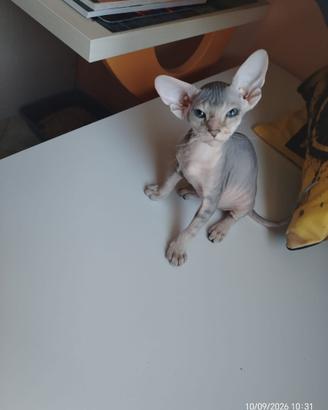 Sphynx maschietti