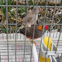 Diamanti mandarini a coppie o singoli con gabbia