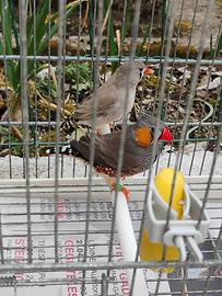 Diamanti mandarini a coppie o singoli con gabbia