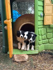 Cuccioli Bordercollie