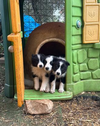 Cuccioli Bordercollie
