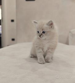 Cuccioli Ragdoll