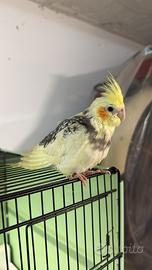 Calopsitto allevato a mano