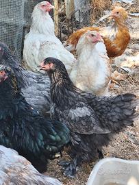 Galli e galline ornamentali