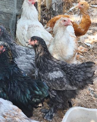 Galli e galline ornamentali
