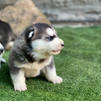 Cuccioli Siberian husky