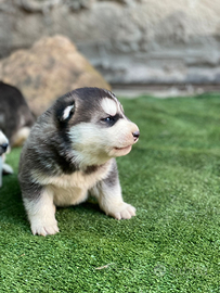 Cuccioli Siberian husky