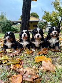 Cuccioli bovaro del Bernese pedigree