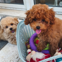 Barboncino Toy e mini Toy cuccioli
