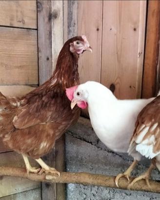 Galline ovaiole