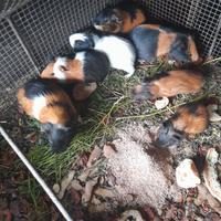 Coniglietti porcellini d'india