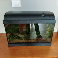 Acquario ed accessori 