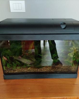 Acquario ed accessori 