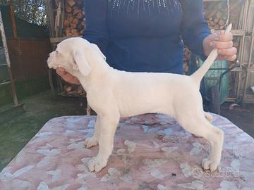 Dogo argentino