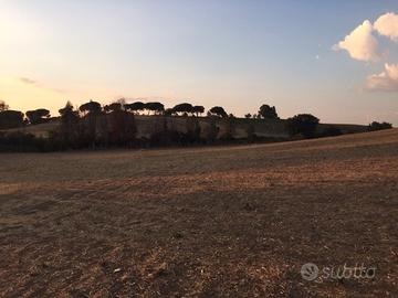 Terreno agricolo