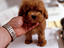 Immagine 11