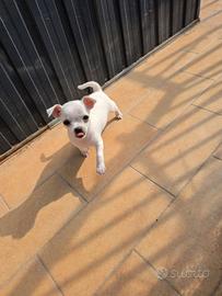 Chihuahua femmjna