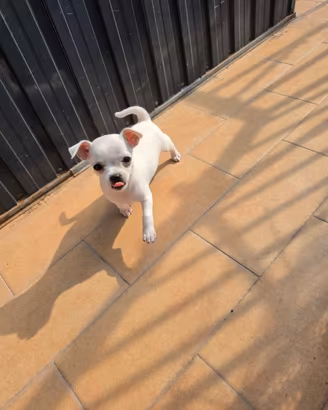 Chihuahua femmjna