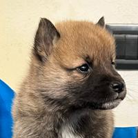 Shiba inu italiani ,nati da noi