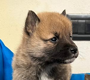 Shiba inu italiani ,nati da noi