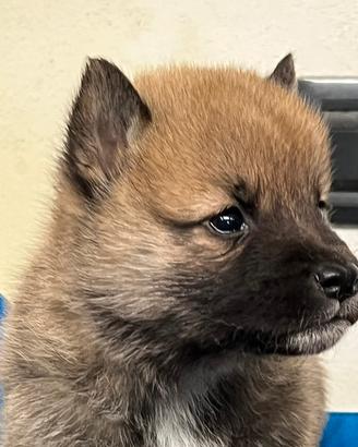 Shiba inu italiani ,nati da noi