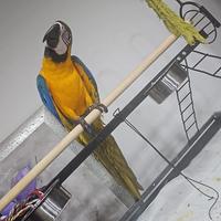 Pappagallo ARA ARARAUNA