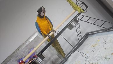 Pappagallo ARA ARARAUNA