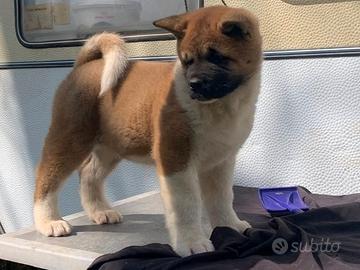 Akita americano cucciolo