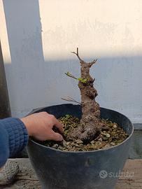 bonsai olmo