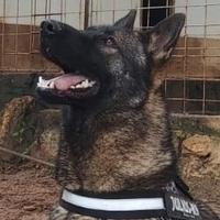 Pastore tedesco disponibile per monta