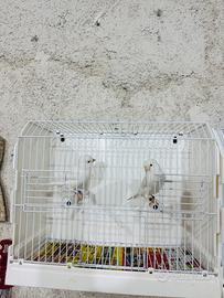 Bianchi recessivi ( coppia )