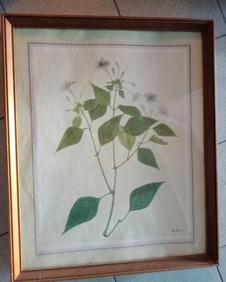 Quadro 