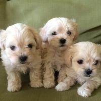 Maltipoo - puppy