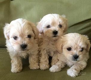 Maltipoo - puppy