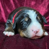 Splendidi cuccioli di Bovaro del Bernese