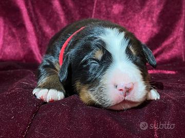 Splendidi cuccioli di Bovaro del Bernese