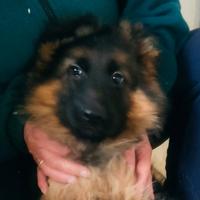 Cuccioli di Pastore Tedesco a pelo lungo
