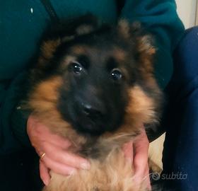 Cuccioli di Pastore Tedesco a pelo lungo