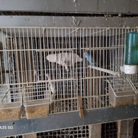 Coppie di cocorite con gabbia e nido