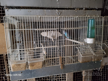 Coppie di cocorite con gabbia e nido