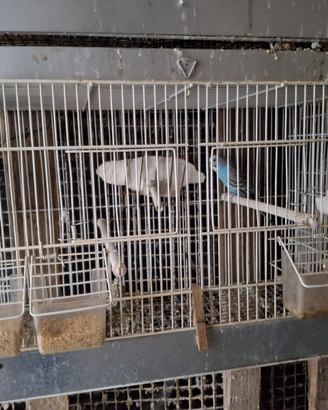 Coppie di cocorite con gabbia e nido