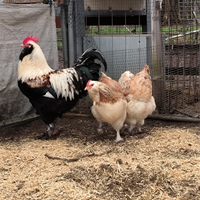 Faverolles tedesca per incubatrice galline ornamen