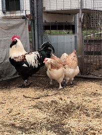 Faverolles tedesca per incubatrice galline ornamen